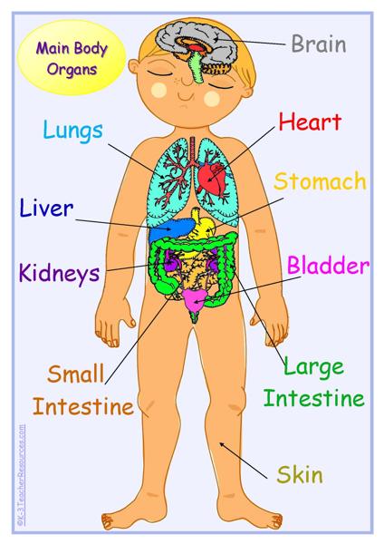 human-body-picture-QLD_Page_04 - K-3 Teacher Resources